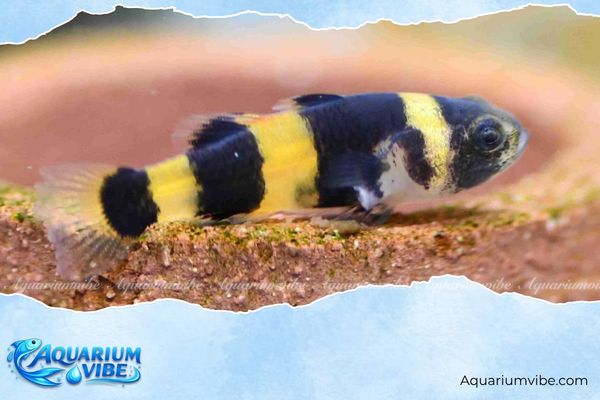 Cá bống mắt tre 1 Thông tin khoa học về cá bống mắt tre