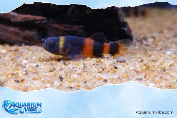 Cá bống mắt tre 2 Hình dáng và màu sắc của cá bống mắt tre