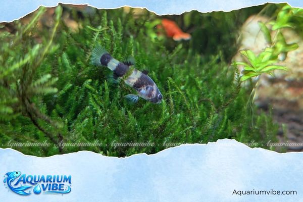 Cá bống mắt tre 3 Cách chăm sóc cá bống mắt tre trong bể thủy sinh