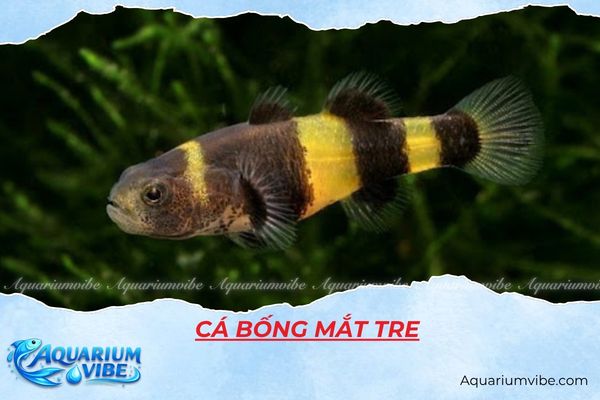 ca-bong-mat-tre Cá bống mắt tre