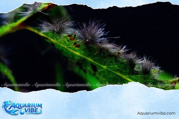 Rêu chùm đen là gì? 6 Cách diệt rêu chùm đen hiệu quả, an toàn 2 Thiếu CO2 trong bể là nguyên nhân khiến rêu chùm đen xuất hiện