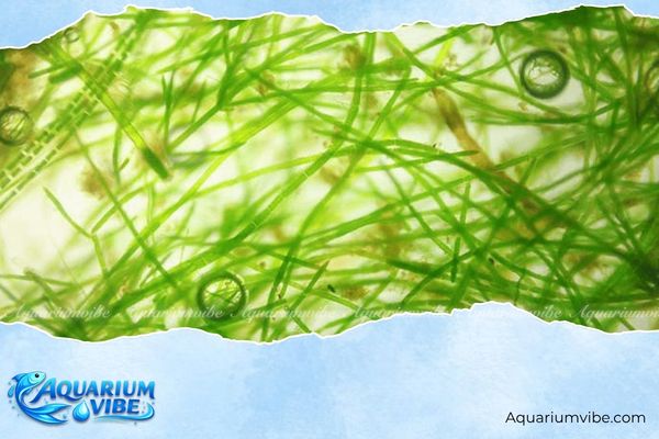 8 Cách diệt rêu tóc trong bể thủy sinh đơn giản, hiệu quả 4 Dấu hiệu nhận biết bể thủy sinh có rêu tóc