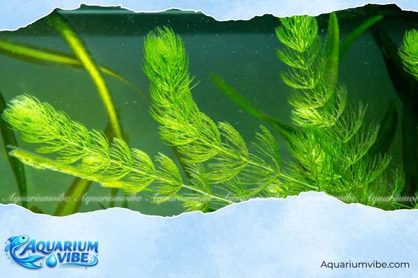 8 Cách diệt rêu tóc trong bể thủy sinh đơn giản, hiệu quả 6 Trồng rong đuôi chó để hạn chế nguồn thức ăn của rêu tóc