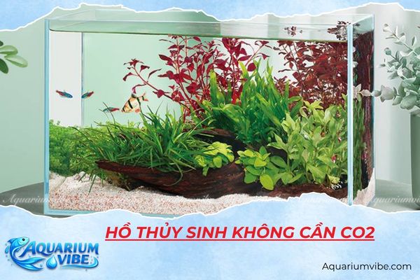 Hồ thủy sinh không cần co2​