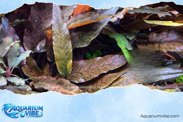 Tiêu thảo nâu 4 Hướng dẫn cách chăm sóc tiêu thảo nâu trong terrarium