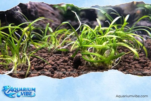 Tiêu thảo Parva mini 4 Hướng dẫn chăm sóc Parva mini trong aquarium