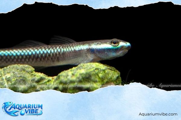 Cá bống Astro 4 Giá cá bống Astro hiện nay trên thị trường