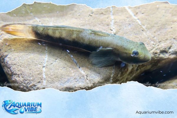 Cá bống Lago 4 Giá cá bống Lago trên thị trường dao động khoảng 170.000 – 220.000 đồng/con