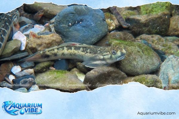 Cá bống Longifilis 4 Giá cá bống Sicyopterus Longifilis trên thị trường hiện nay