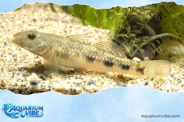 Cá bống rồng 4 Giá cá bống rồng Ornatus tham khảo