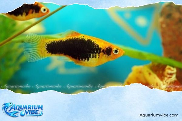 Cá mún kim sa dài 4 Giá cá mún kim sa dài khoảng 10.000 - 40.000 đồng/con