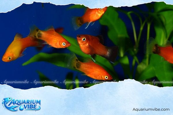 Cá mún lửa dài 4 Giá bán trên thị trường cá mún lửa dài