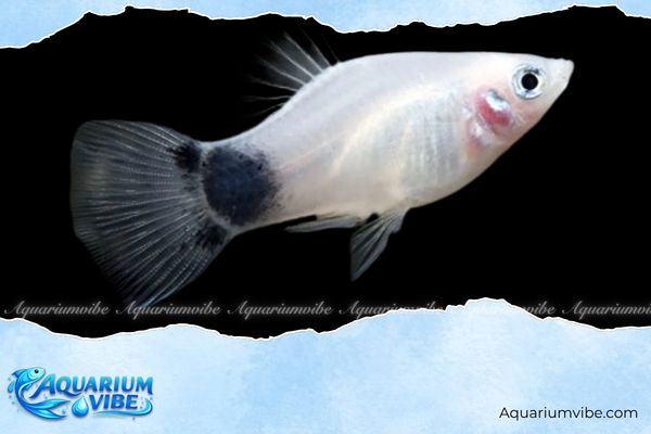 Cá mún trắng 1 Cá Platy trắng thuộc nhóm cá thủy sinh nước ngọt