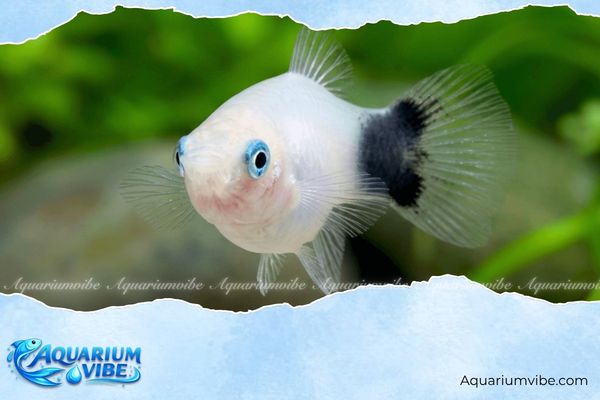 Cá mún trắng 2 Trong điều kiện nuôi dưỡng phù hợp, cá Platy White có thể sống từ 2 đến 3 năm