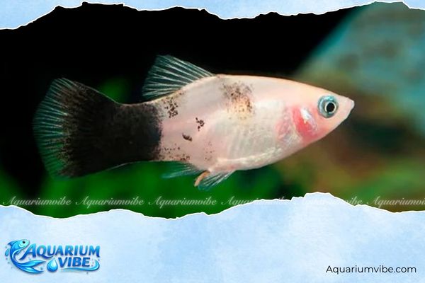 Cá mún trắng 3 Mẹo chăm sóc cá mún trắng trong aquarium