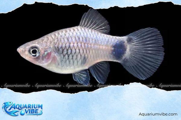 Cá mún xanh 4 Giá cá platy xanh trên thị trường