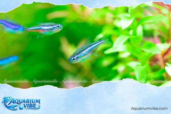 Cá neon xanh 4 Giá bán tham khảo cá neon xanh