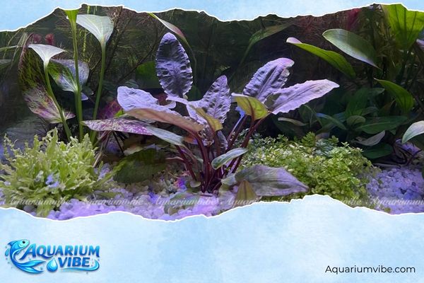 Cây tiêu thảo tím 1 Tiêu thảo tím (purple cryptocoryne) thường được trồng ở khu vực trung cảnh của hồ cá