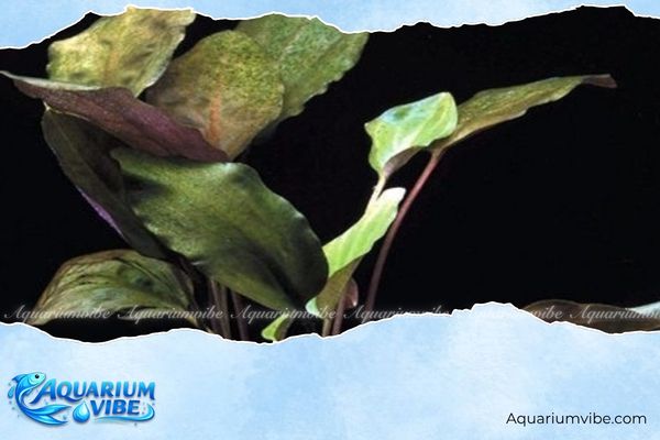 Cây tiêu thảo tím 2 Tiêu thảo tím xuất hiện nhiều tại miền nam Thái Lan, bán đảo Malaysia và đảo Borneo