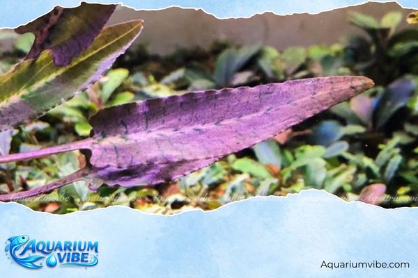 Cây tiêu thảo tím 3 Tiêu thảo tím thích hợp để trồng trong bể thủy sinh phong cách Hà Lan