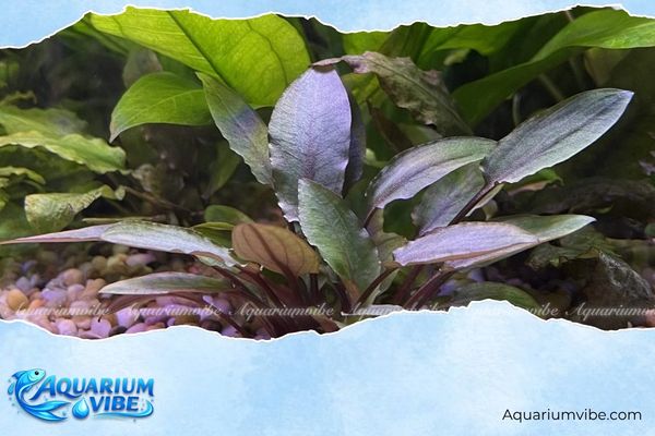 Cây tiêu thảo tím 4 Kinh nghiệm trồng tiêu thảo tím trong aquarium
