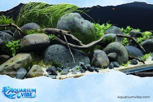 Đá cuội 4 Sỏi nền thủy sinh, cát suối có thể kết hợp cùng đá cuội trong bể cá