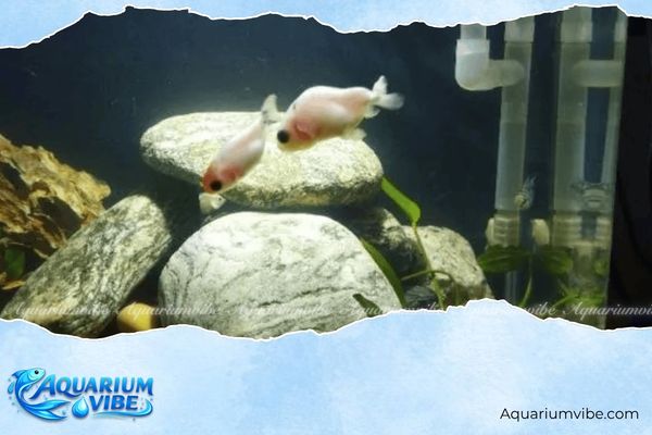 Đá cuội vân mây 4 Cát trắng hoặc sỏi suối thích hợp để tạo bố cục hồ cá cùng đá cuội vân mây