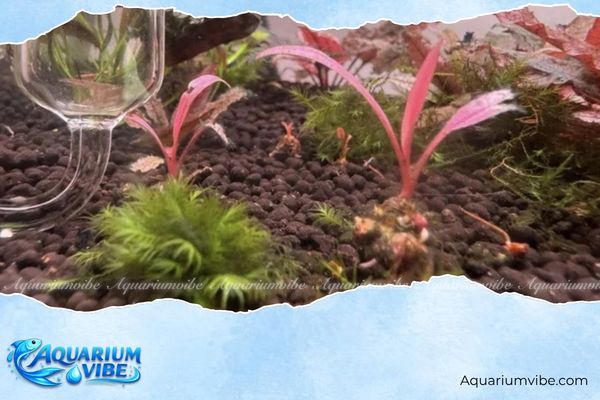 Tiêu thảo Albida red 4 Kinh nghiệm trồng cây tiêu thảo đỏ Albida trong aquarium