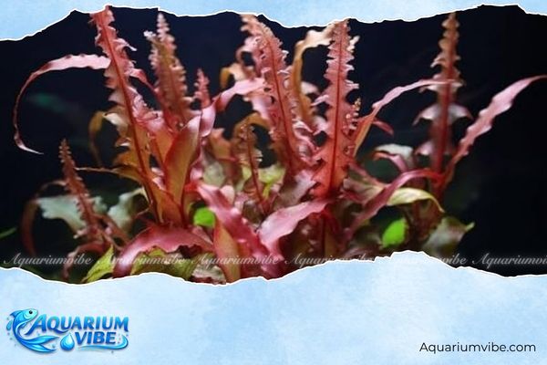 Tiêu thảo đỏ 4 Một số lưu ý khi trồng tiêu thảo đỏ trong hồ thủy sinh