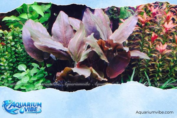 Tiêu thảo lagenandra red 4 Kinh nghiệm chăm sóc cây tiêu thảo lagenandra red trong aquarium