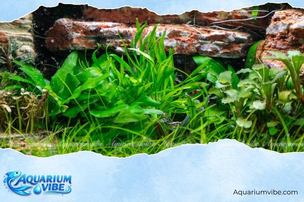 Tiêu thảo lucens 4 Mẹo chăm tiêu thảo lucens phát triển tốt trong aquarium