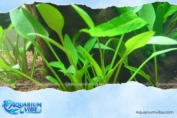 Tiêu thảo mũi tên 4 Một số lưu ý giúp tiêu thảo mũi tên phát triển ổn định trong bể thủy sinh