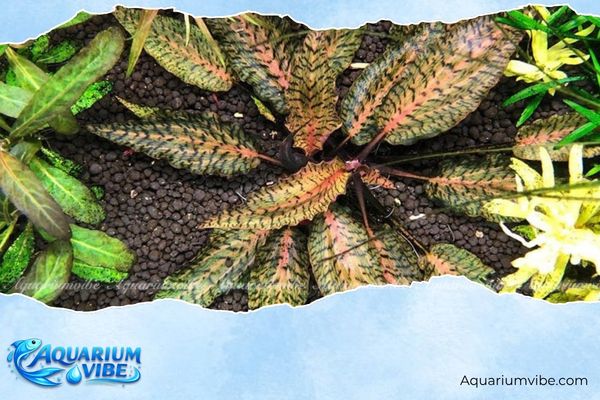 Tiêu thảo nuri 4 Sử dụng nền thủy sinh giàu dinh dưỡng để trồng tiêu thảo Nuri trong aquarium