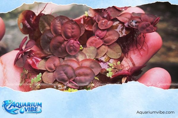 Bèo rễ đỏ 4 Những điều cần lưu ý khi trồng bèo rễ đỏ trong aquarium