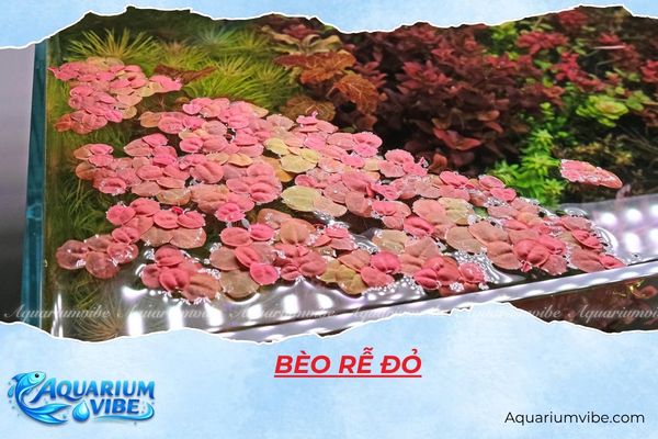 beo-re-do bèo rễ đỏ