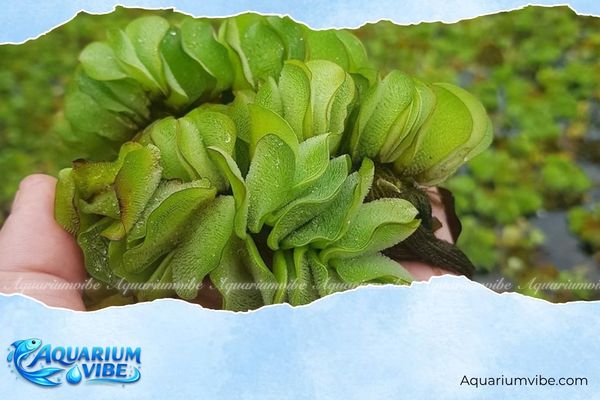 Bèo tai chuột 4 Cân bằng dòng chảy, cắt tỉa định kỳ các lá già, rễ quá dài để bèo tai chuột phát triển mạnh mẽ