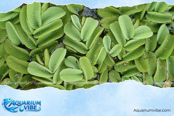 Bèo vảy ốc 4 Mẹo trồng bèo vảy ốc phát triển tốt trong aquarium