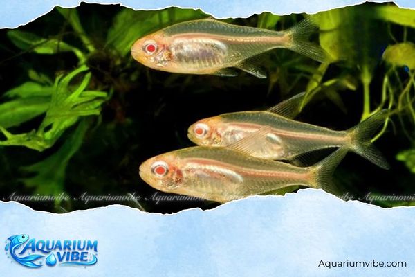 Cá neon Albino 3 Nuôi theo đàn tối thiểu 6 con sẽ giúp cá neon Albino dạn hơn
