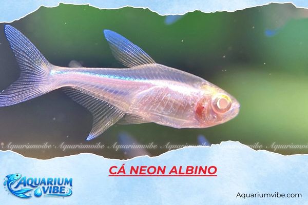 ca-neon-albino cá neon Albino