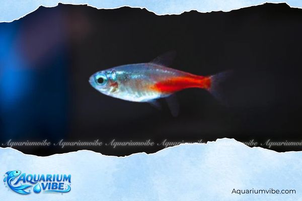 Cá Neon Kim Cương 4 Giá bán cá Neon Diamond khoảng 10.000đ - 15.000đ/con