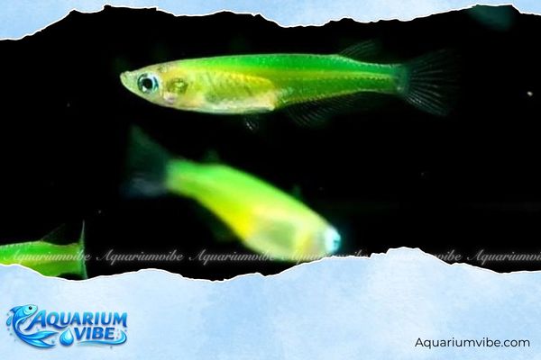 Cá Neon Ngọc Bích 4 Giá cá Green Neon Tetra khoảng 5.000 – 30.000 VNĐ/con