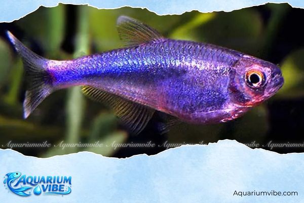 Cá Neon Tím 1 Purple Emperor Tetra là dòng cá cảnh nước ngọt có nguồn gốc từ khu vực Nam Mỹ