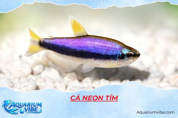 ca-neon-tim cá neon tím