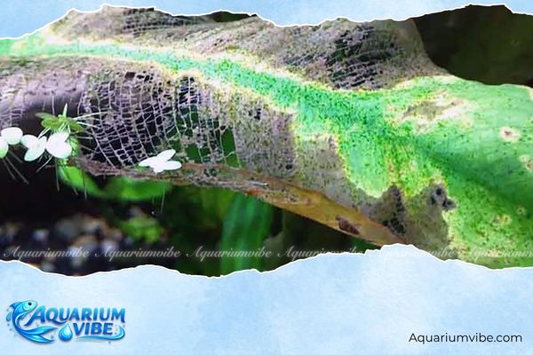 Cách diệt rêu đốm xanh triệt để, an toàn cho cá và cây thủy sinh 2 Rêu đốm xanh khiến cây thủy sinh bị vàng úa lá