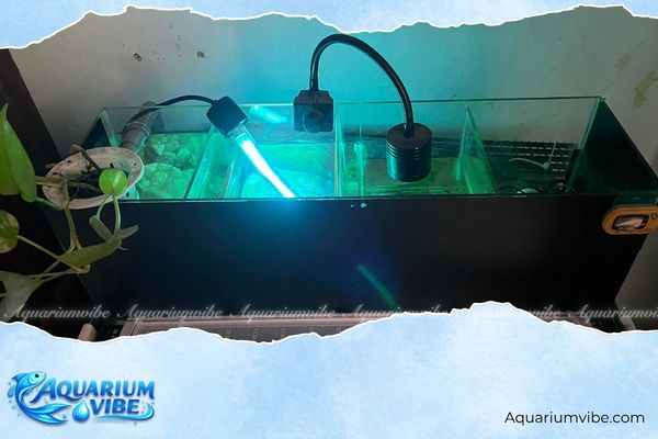 Cách diệt rêu đốm xanh triệt để, an toàn cho cá và cây thủy sinh 5 Sử dụng đèn UV hỗ trợ kiểm soát rêu đốm xanh
