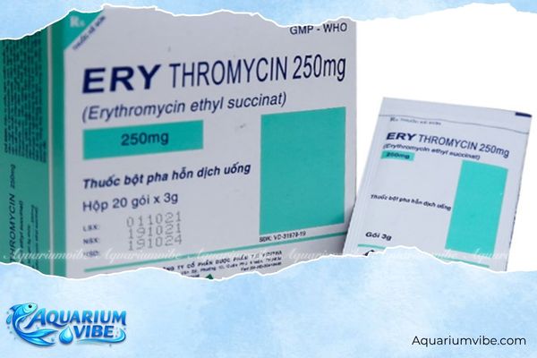 Cách diệt rêu nhớt xanh hiệu quả trong bể thủy sinh và ao nuôi 6 Sử dụng thuốc Erythromycin triệt rêu nhớt xanh khi bể nhiễm nặng