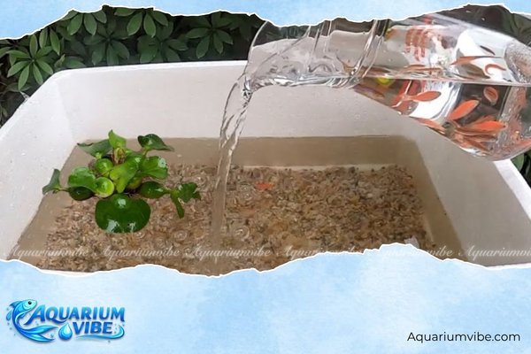 Cách làm hồ thủy sinh bằng thùng xốp chuẩn kỹ thuật, nước trong 8 Bước 7: Thả cá an toàn