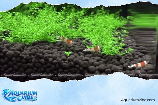 4 Cách trải nền hồ thủy sinh chuẩn kỹ thuật, đẹp, dễ làm tại nhà 7 Trải nền bằng đất nền thủy sinh