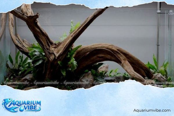 Cách thiết kế layout rừng thủy sinh đẹp và dễ làm tại nhà 1 Chuẩn bị luỹ thuỷ sinh và đá để trang trí