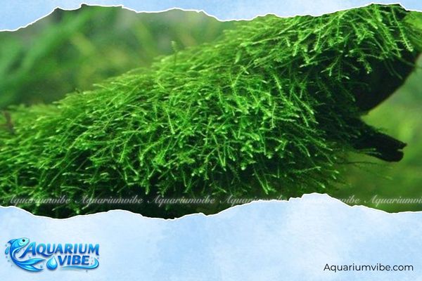 Cách thiết kế layout rừng thủy sinh đẹp và dễ làm tại nhà 2 Rêu thủy sinh Java Moss phù hợp để thiết kế mô phỏng rừng già tự nhiên